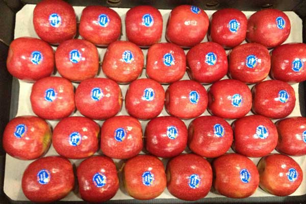 red apple trays